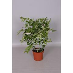   Hoya bella  Pot 12 cm