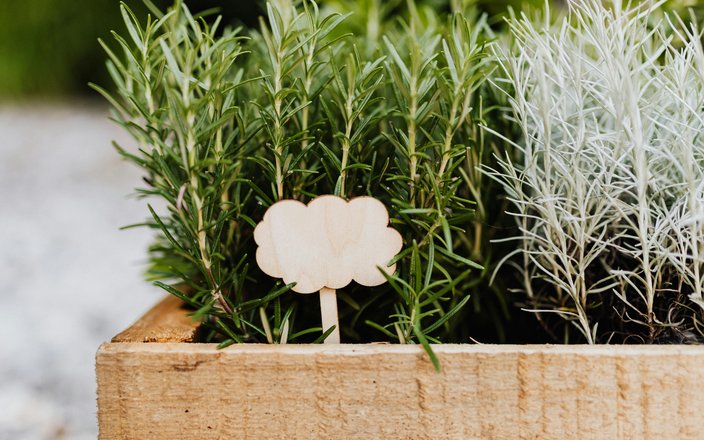 Atelier adulte composition d'aromatiques