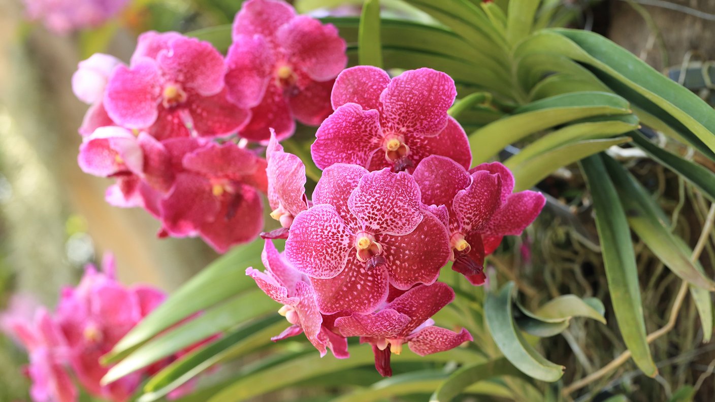 Atelier adulte confection d'orchidée