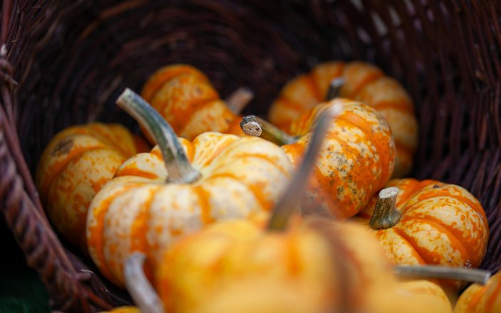 Atelier adulte création d'une courge fleurie