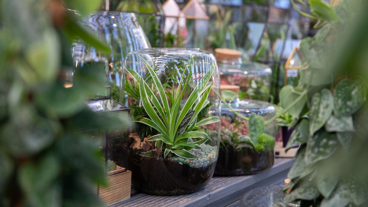 Atelier adulte création de terrarium