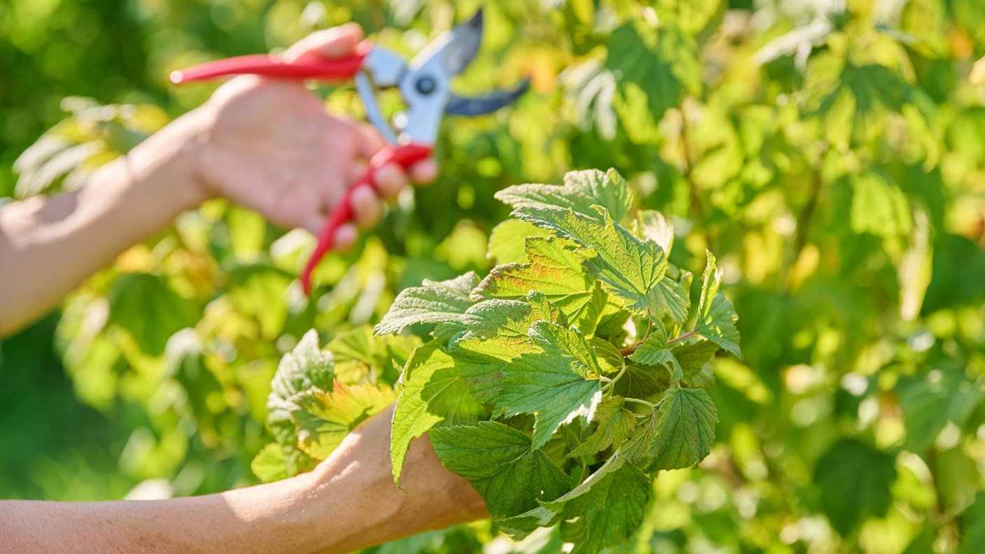 Masterclass - Tout savoir sur les fruitiers