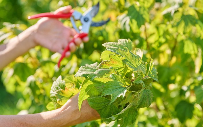 Masterclass - Tout savoir sur les fruitiers