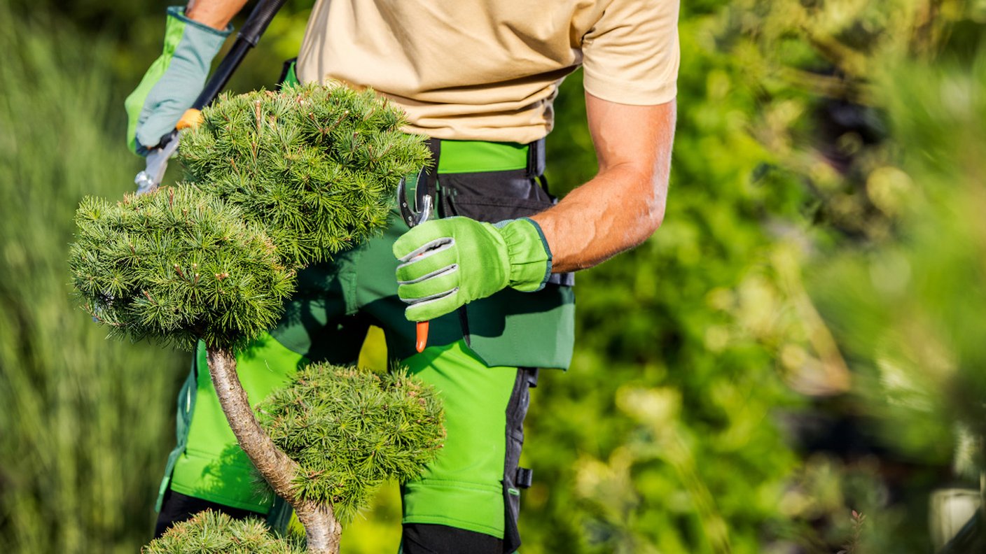 Masterclass - Entretien des arbres d’ornements