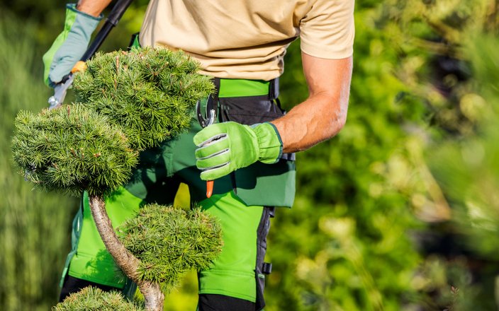 Masterclass - Entretien des arbres d’ornements