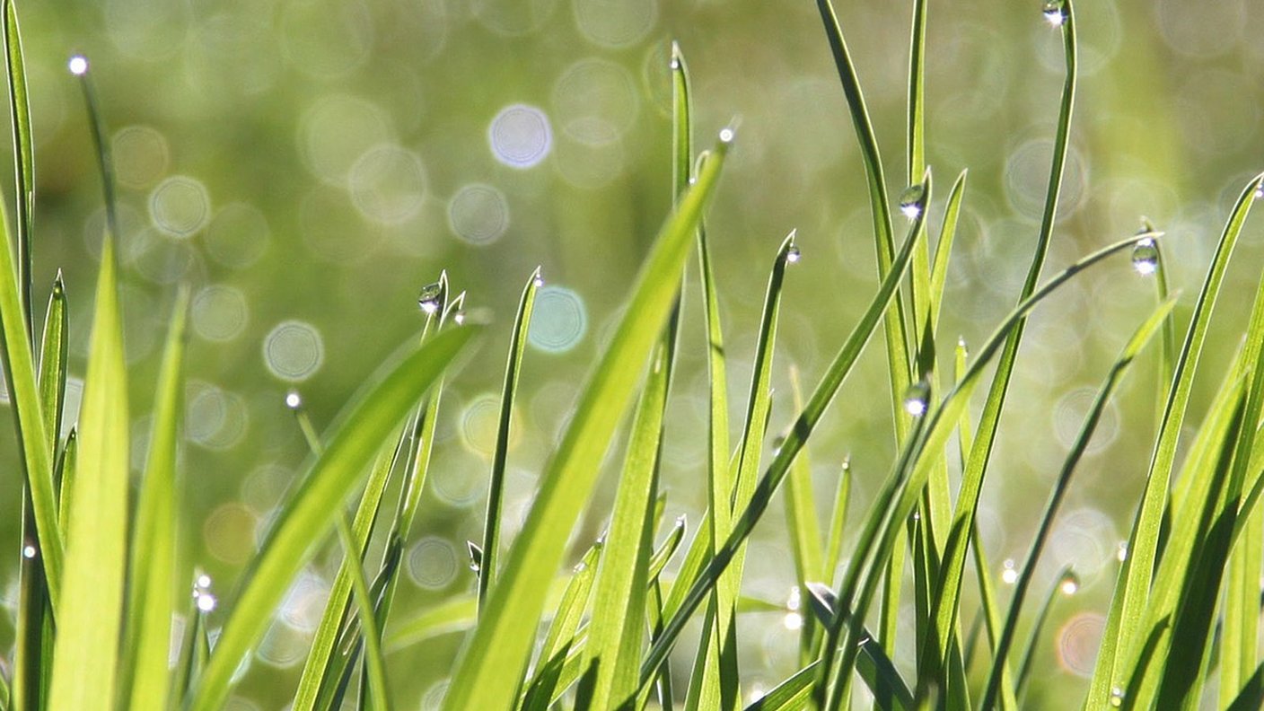 Démonstration Maison SEYDOUX - Conseils sur le gazon