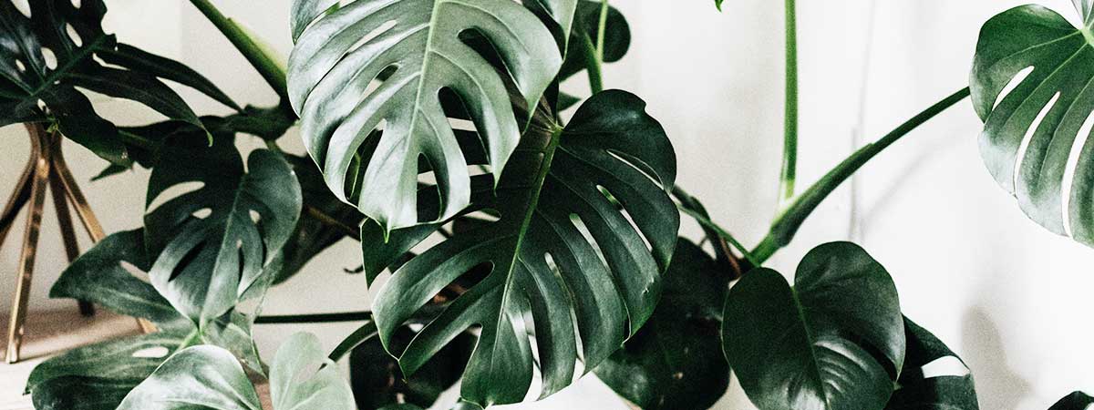 Monstera, nos 10 meilleurs conseils pour entretenir au mieux votre plante d’intérieur