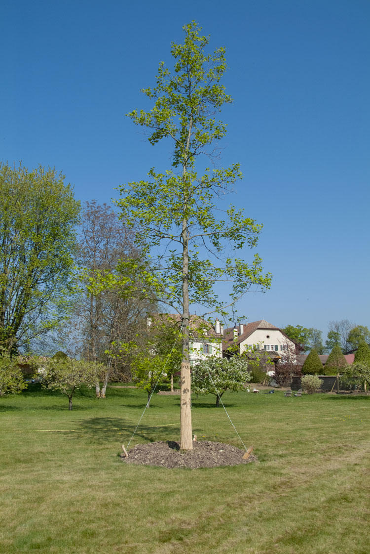 Planter arbre au jardin