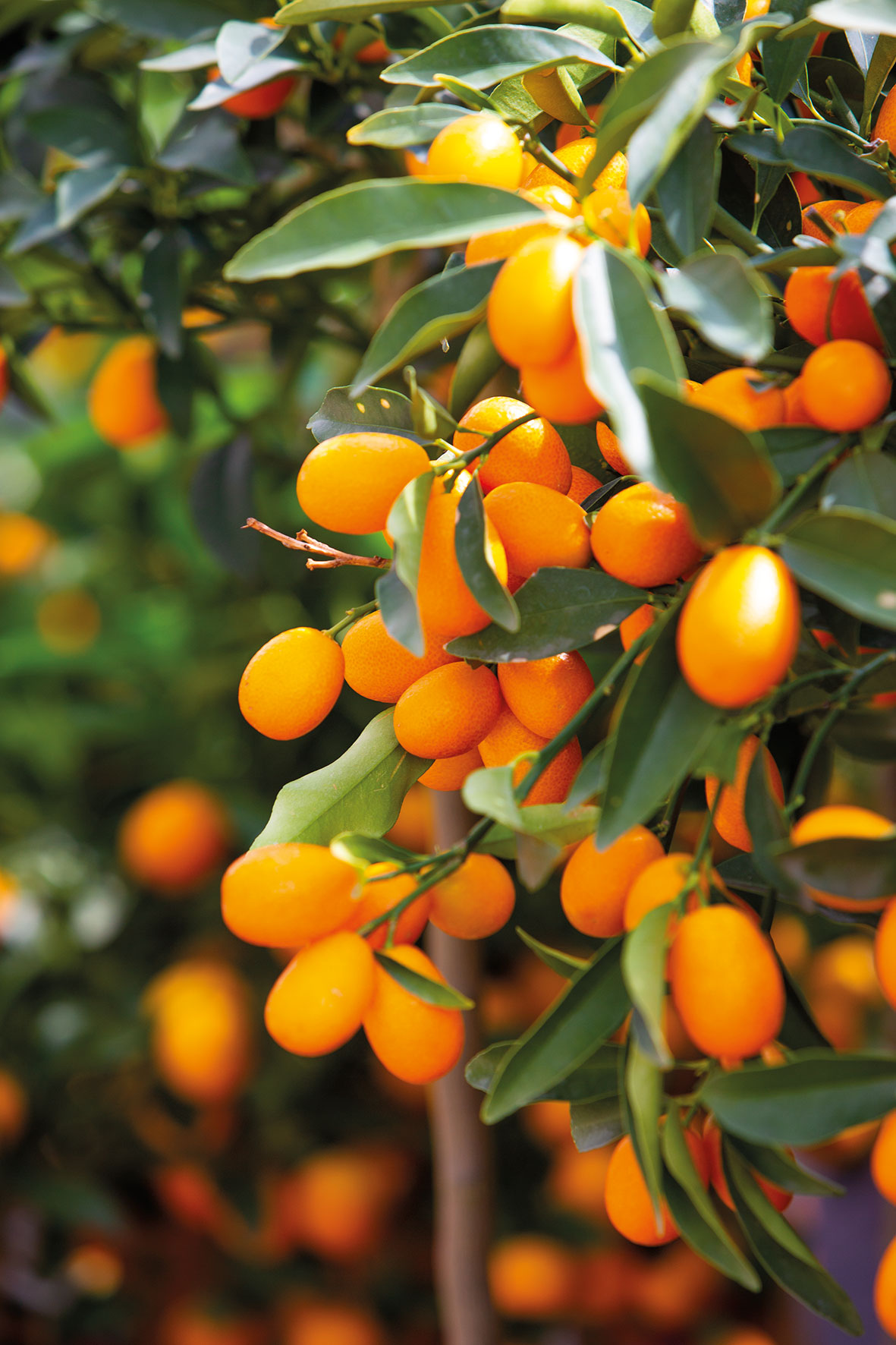 Kumquat agrume