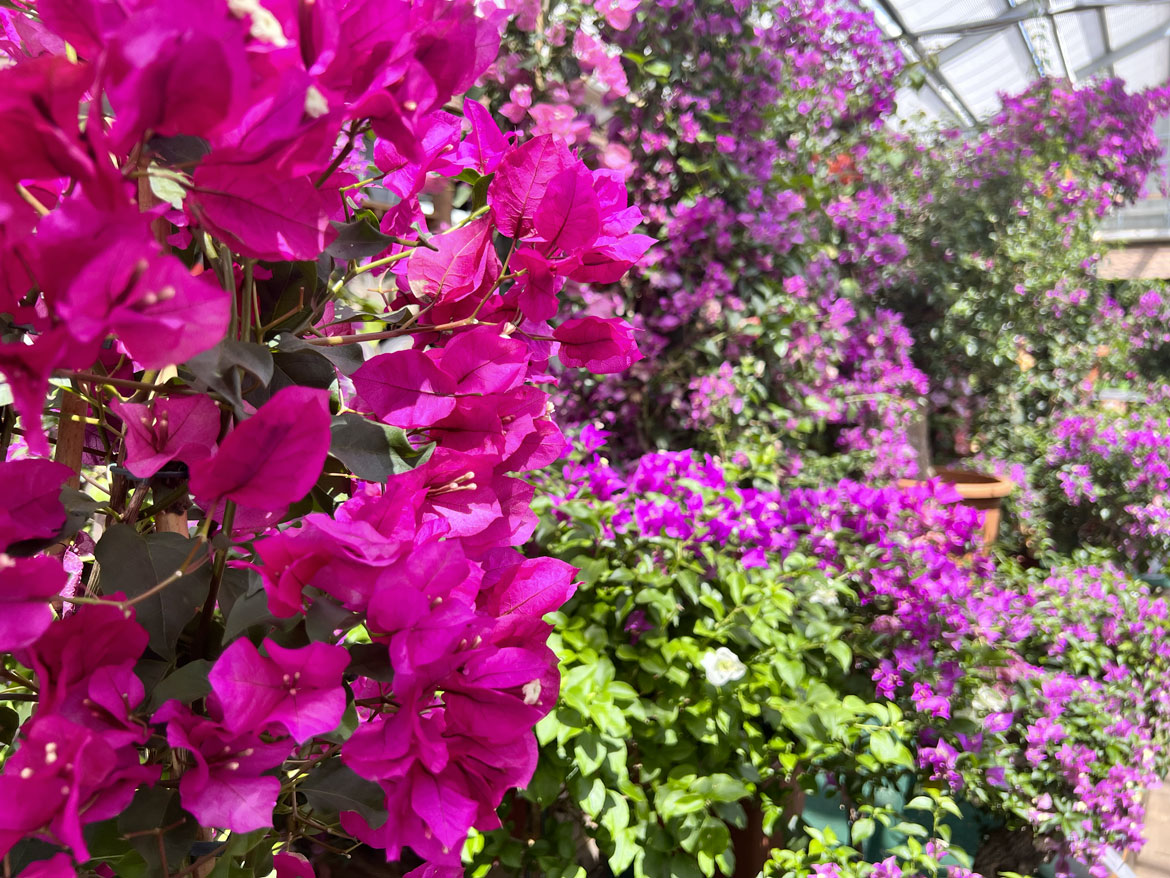Bougainvilliers | Schilliger