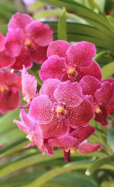 Atelier adulte - confection d'orchidée