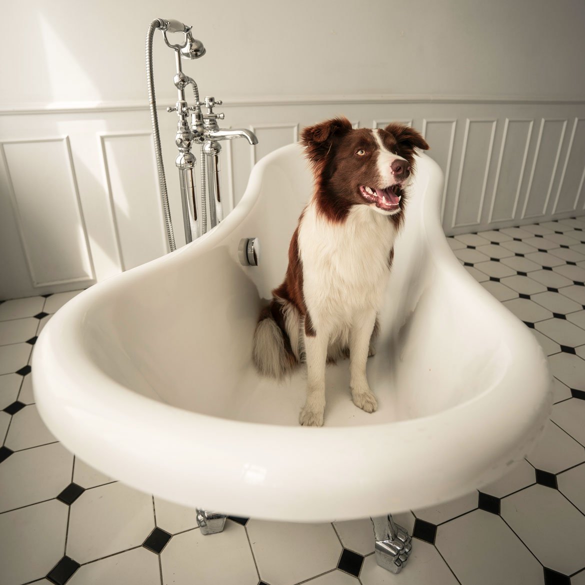 Blog - Ne pas laver trop souvent son chien - Schilliger