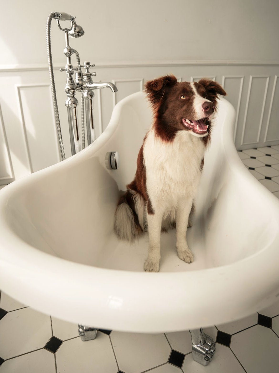 Blog - Ne pas laver trop souvent son chien - Schilliger