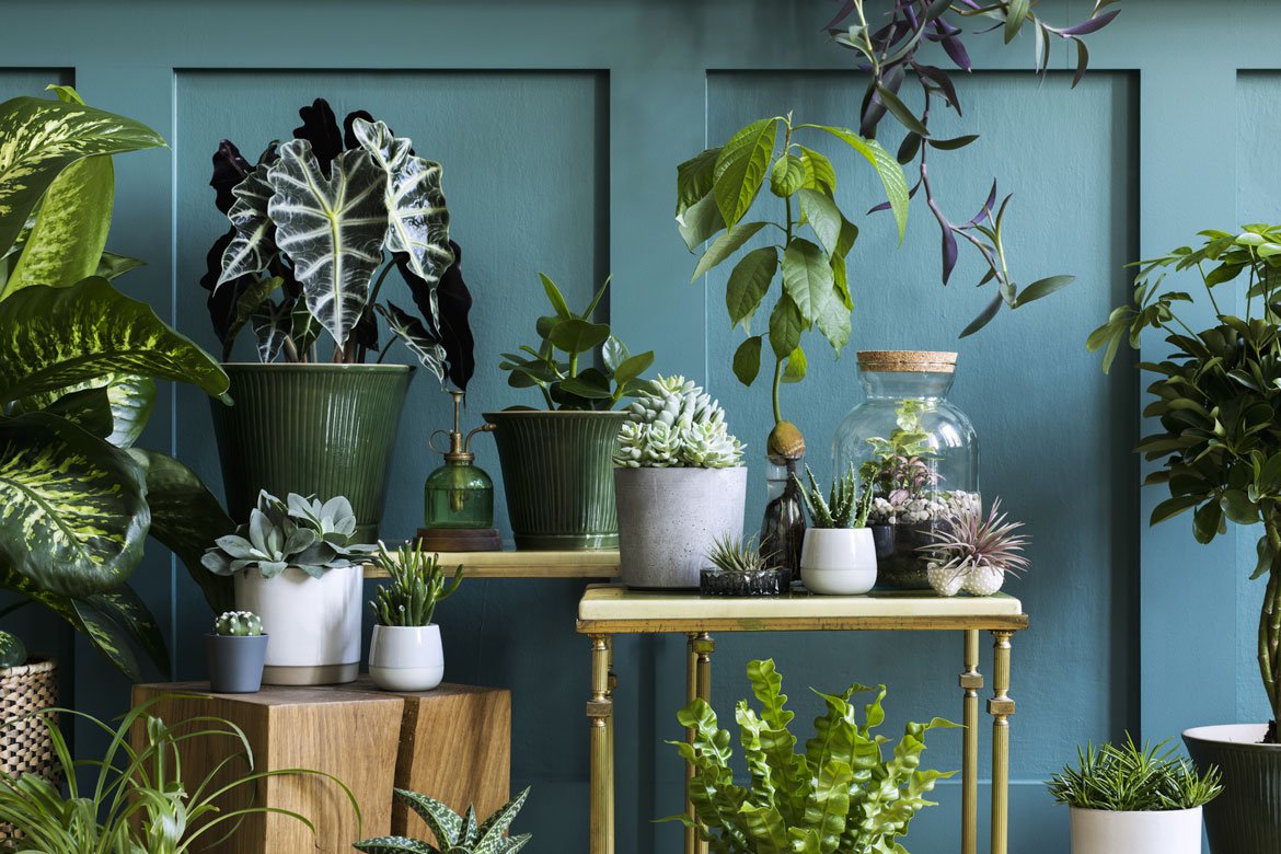 Plantes d'intérieur, créez votre jungle à la maison - Inspirations végétales du magazine printemps-été 2022 - SCHILLIGER