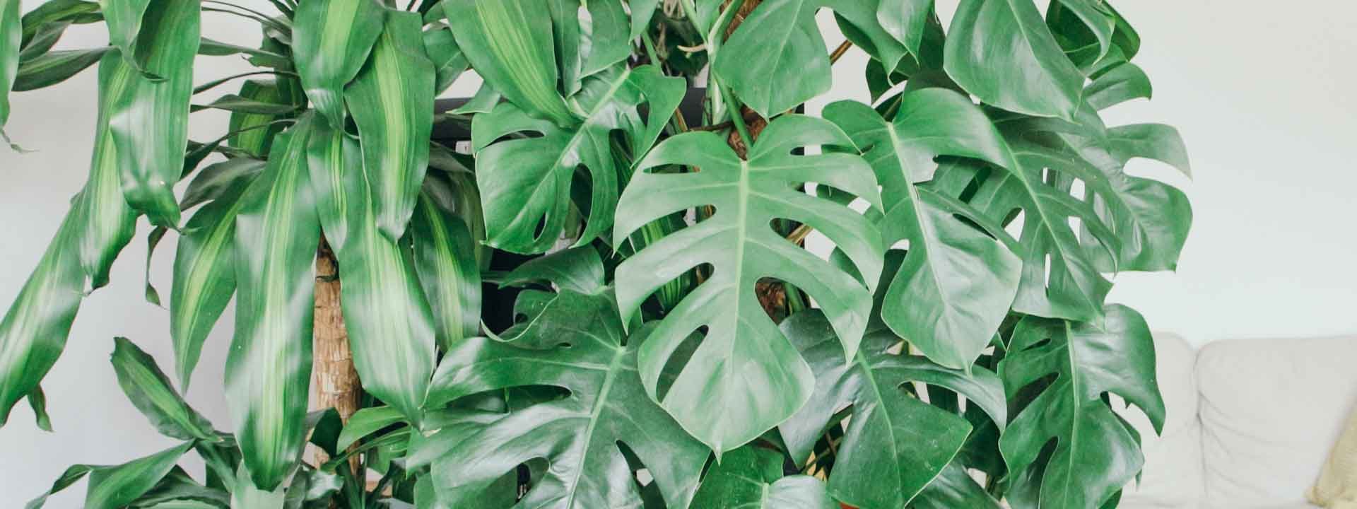 Comment les plantes peuvent participer à la dépollution de votre intérieur