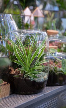Atelier adulte - Création de terrarium
