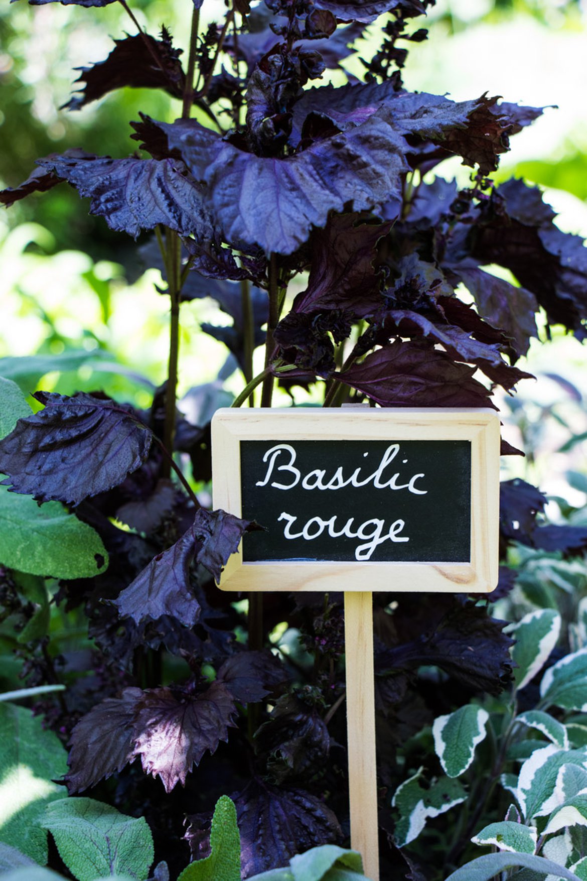 Basilic rouge - Plantes aromatiques - Inspirations végétales Schilliger magazine printemps 2022