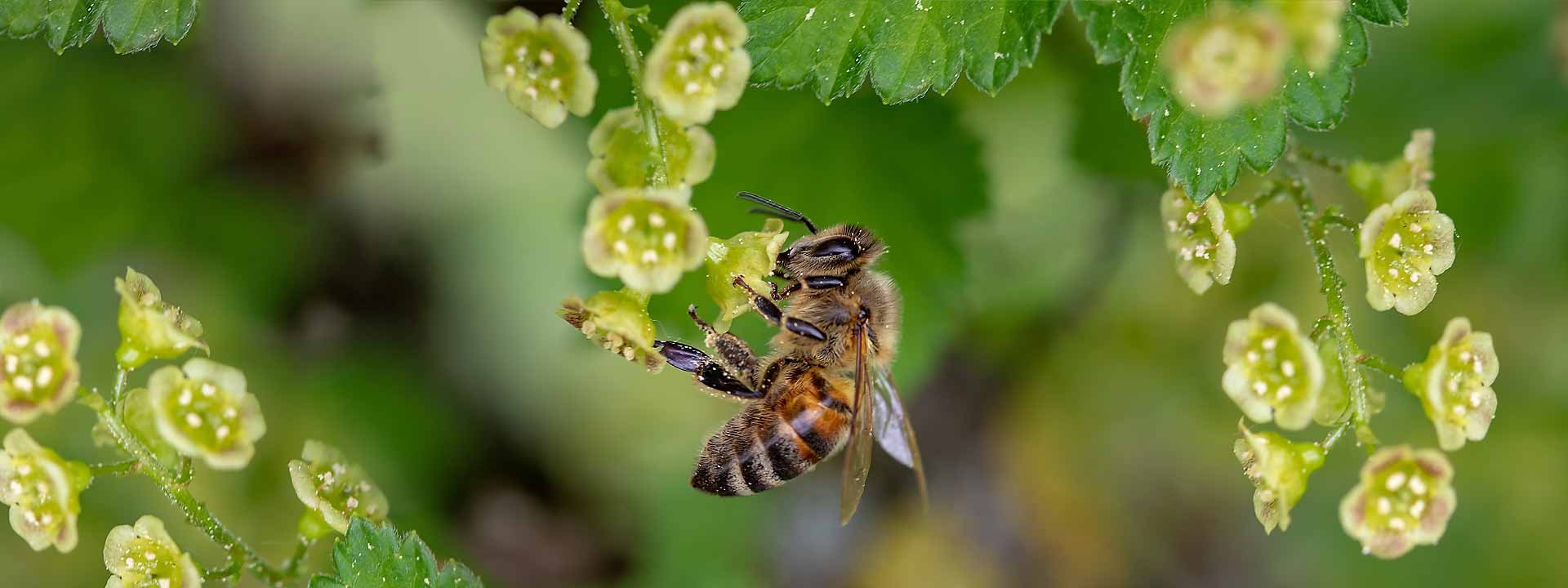Tout ce qu’il faut savoir avant de se lancer dans l’apiculture
