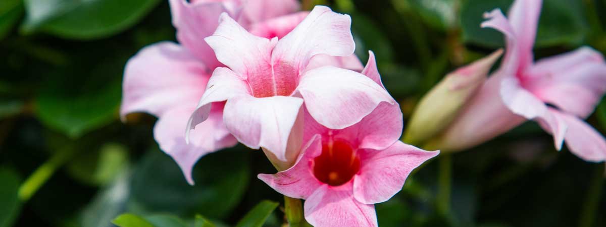 Colorez vos balcons et terrasses avec des dipladenias