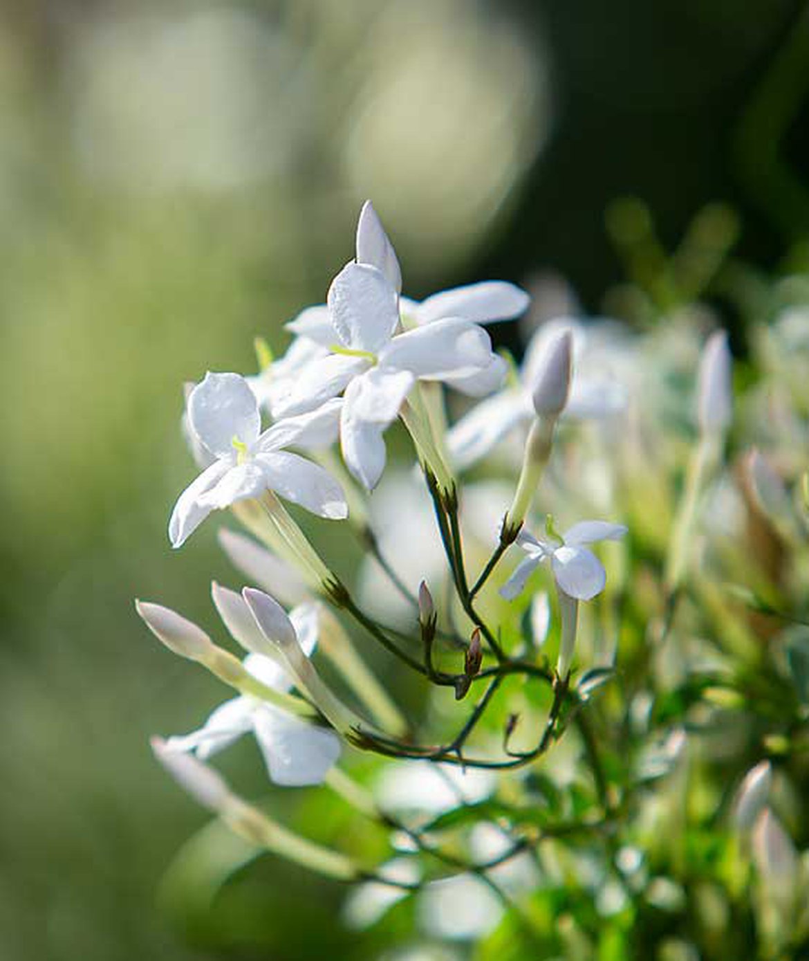 Le Jasmin blanc d'hiver (Jasminum polyanthum)