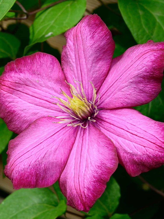 Les clématites, pour draper le jardin de fleurs