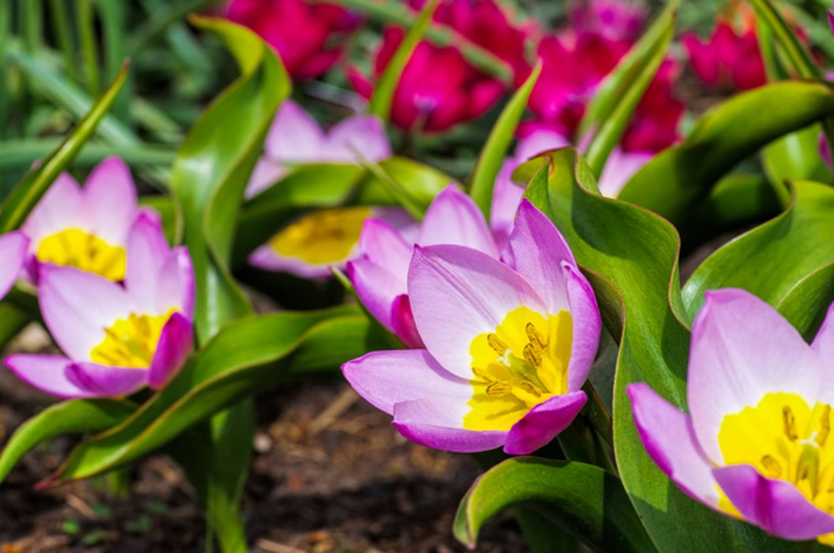 Tulipe bonatique 'Bakeri Lilac Wonder'