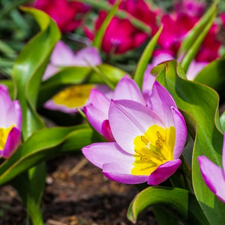 Tulipe botanique ‘Bakeri Lilac Wonder’

 