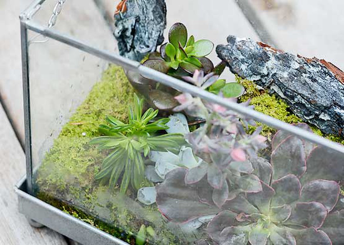 Un terrarium végétal est petit et pratique