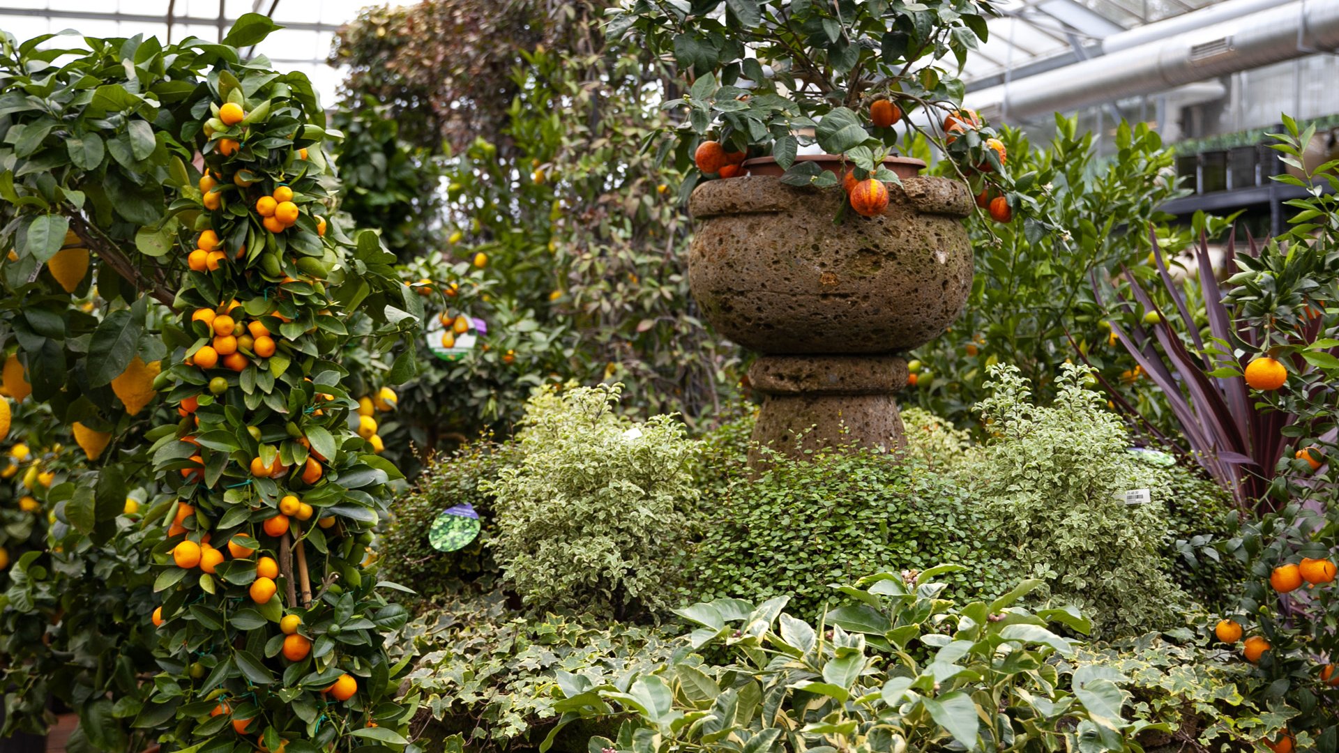 Le Jardin de Laura - gros plan sur les agrumes