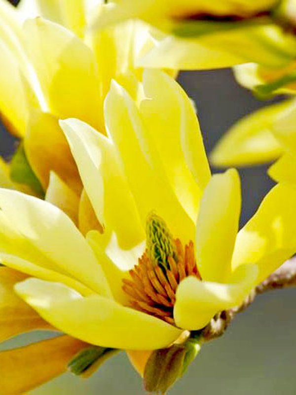 Magnolia 'Butterfly'  Une des meilleures variétés jaune pur ! À découvrir.
