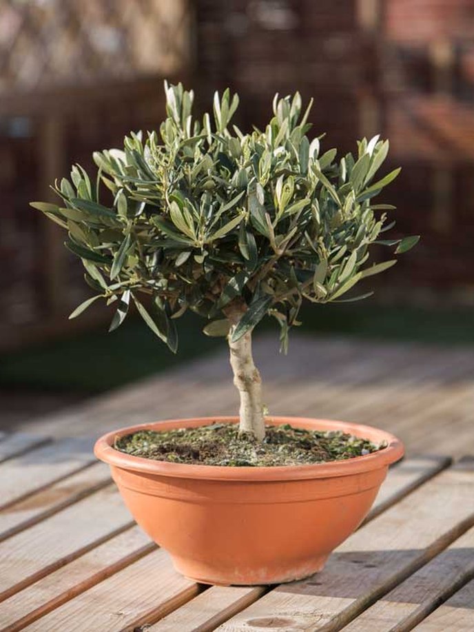 L’olivier : plantation, entretien et arrosage