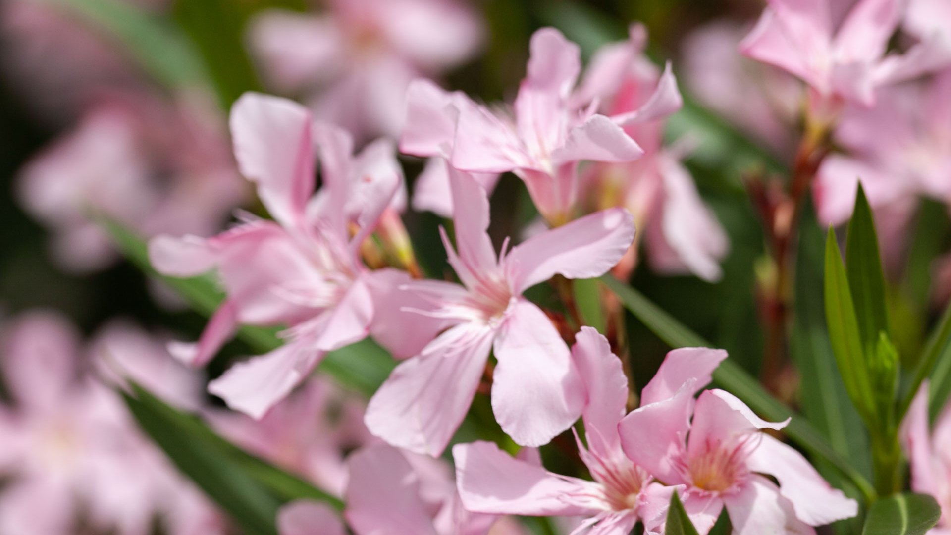 Le Sud dans votre jardin à prix doux