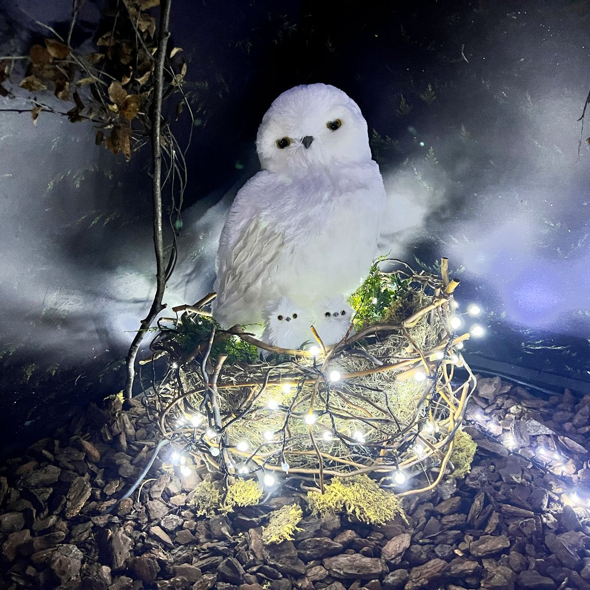 Guirlande lumineuse basse consommation - Illumination de Noël - Schilliger