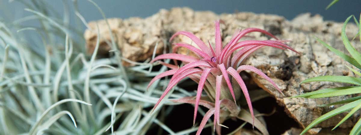 Zoom sur les tillandsias pour votre décoration d’intérieur