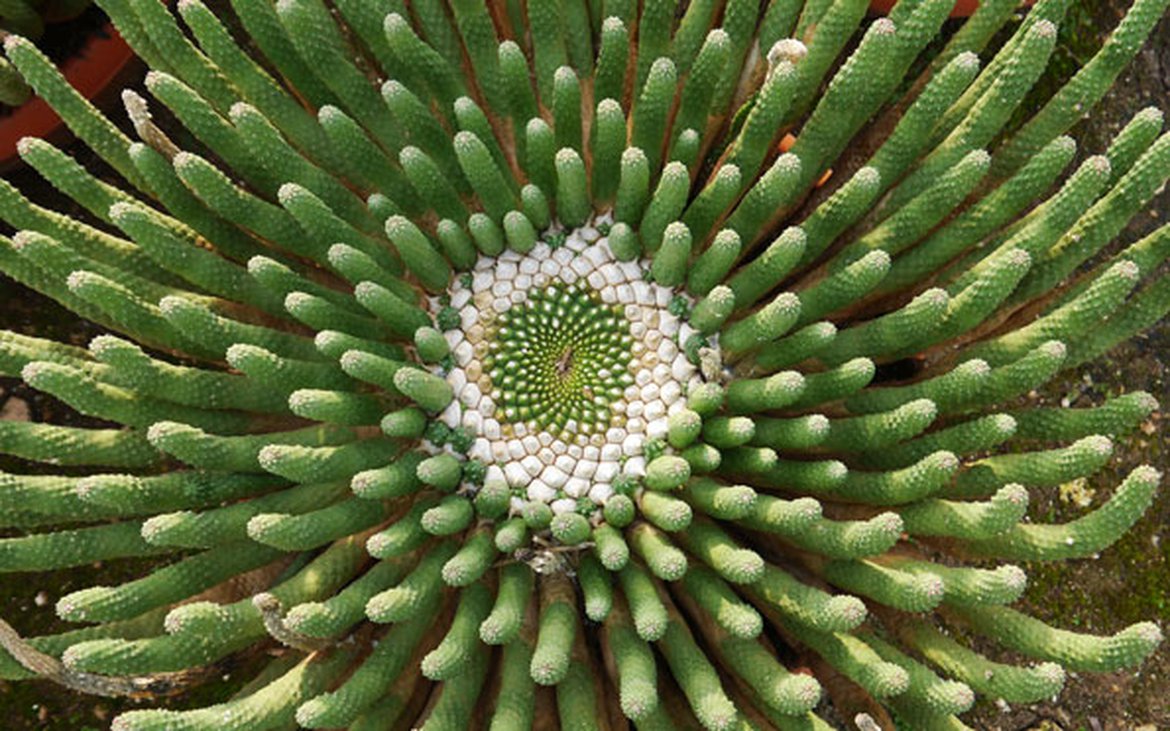 Euphorbia Caput-Meduse