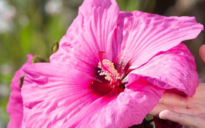 Donnez une note exotique à votre extérieur avec des hibiscus