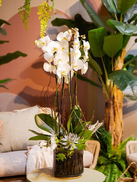 Orchidée et plante grasse