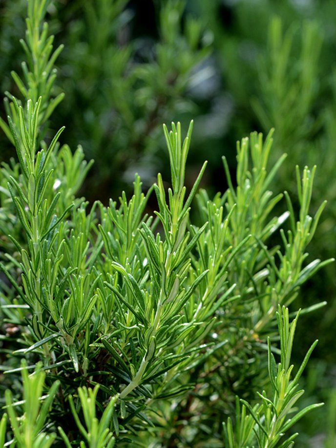 Comment conserver ses plantes aromatiques ?