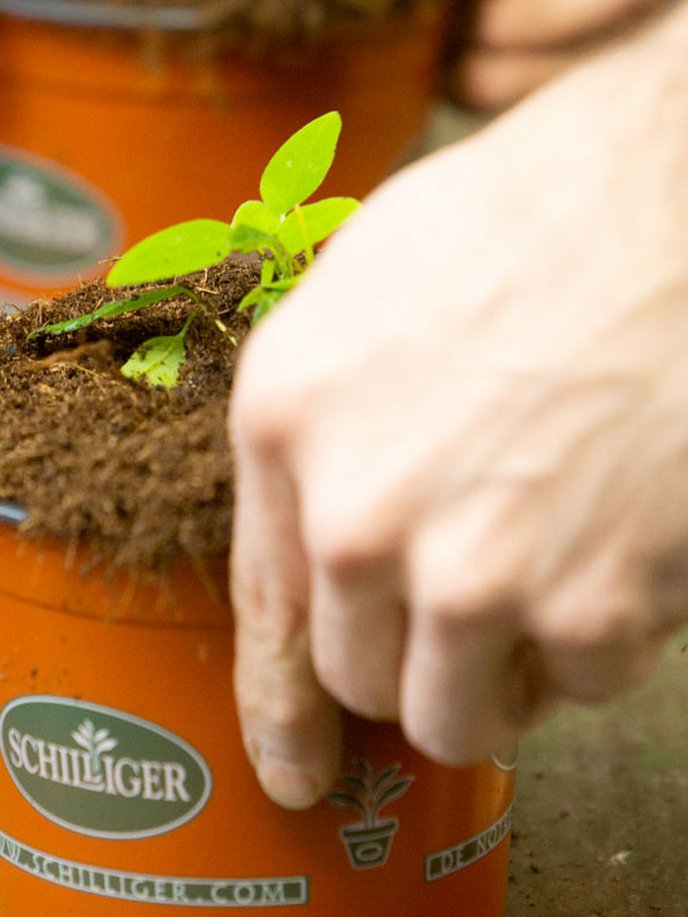 La production locale Schilliger