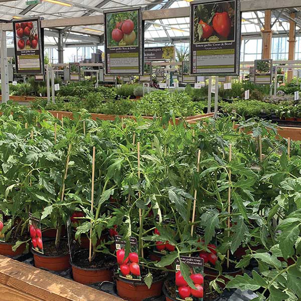 Mise en vente des plants de tomates