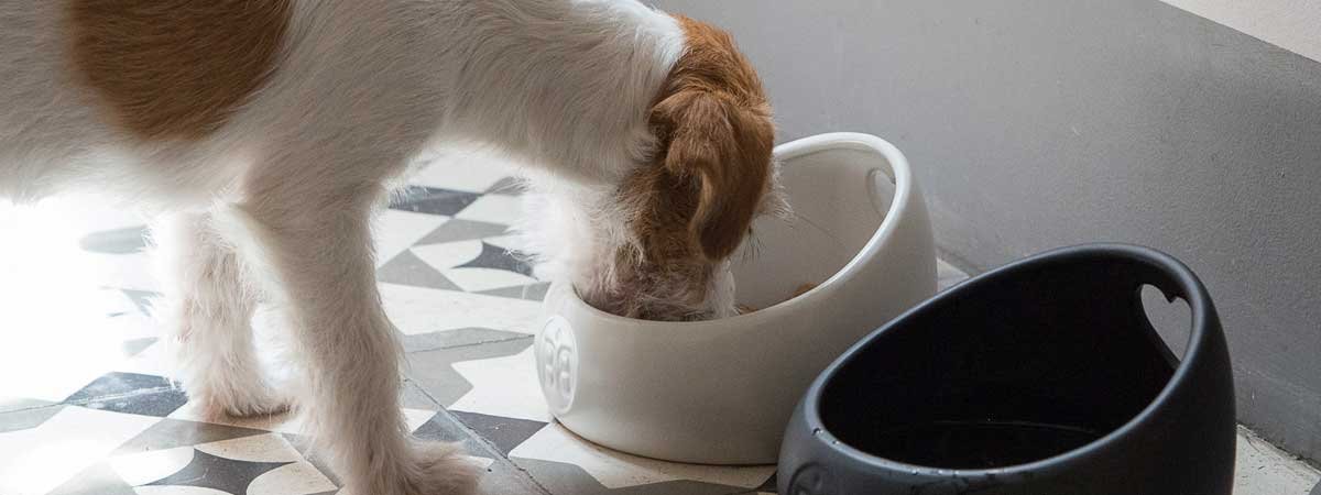Passez à une alimentation naturelle pour votre chien : le B.A.R.F