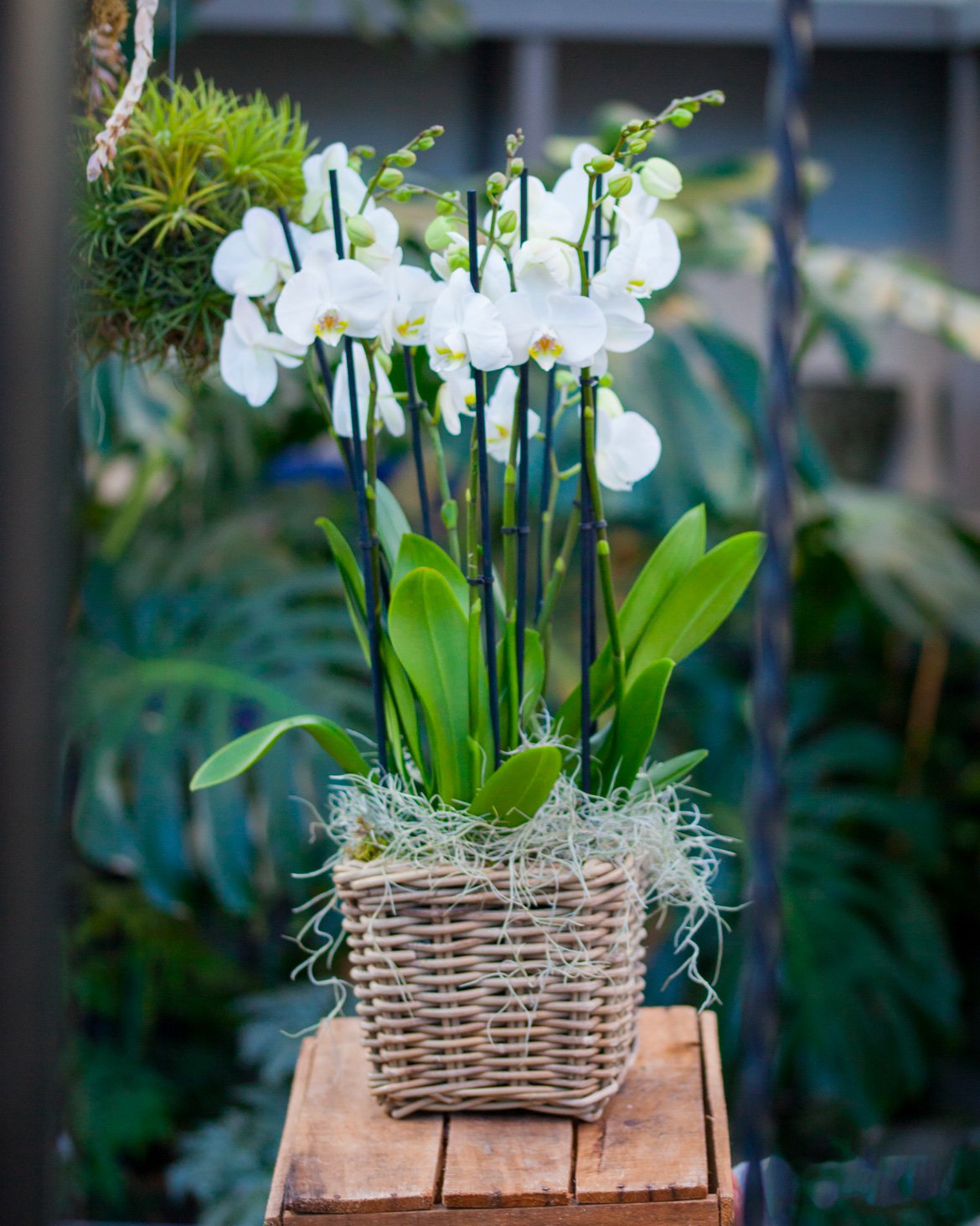 Schilliger Fleurs - Composition d'orchidées pour la Saint-Valentin - Fleuriste à Gland