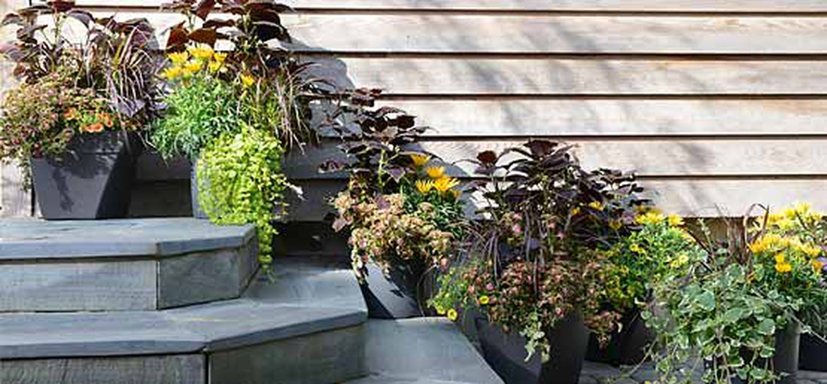 Renouveler la décoration de la terrasse et du jardin avec des plantes