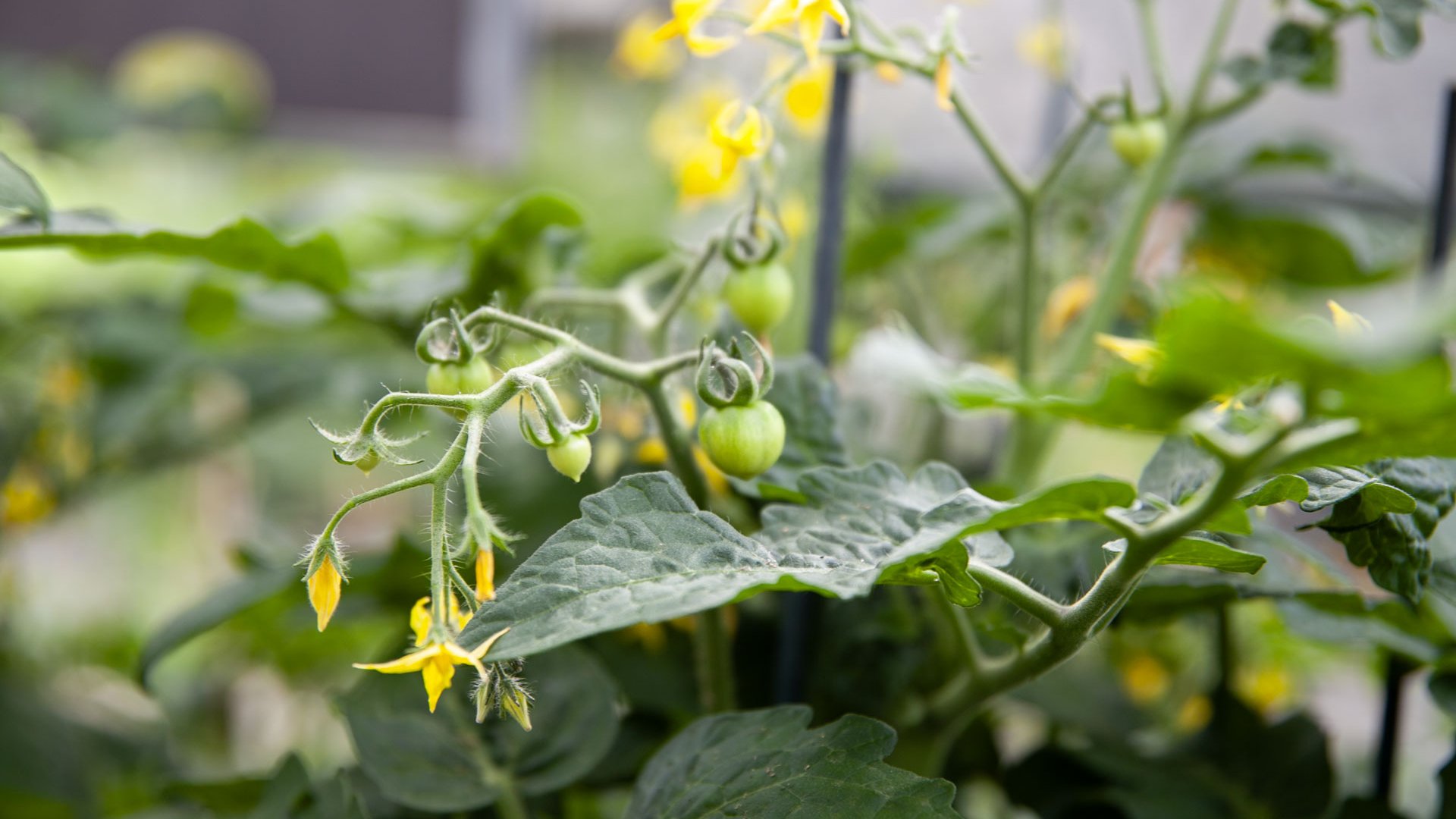 C'est le moment de penser à votre potager