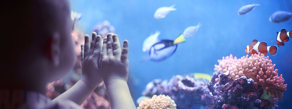 Comment choisir un aquarium pour un enfant qui débute ?
