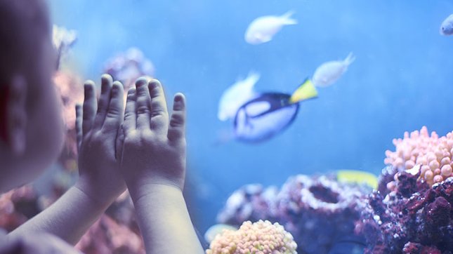 Comment choisir un aquarium pour un enfant qui débute ?