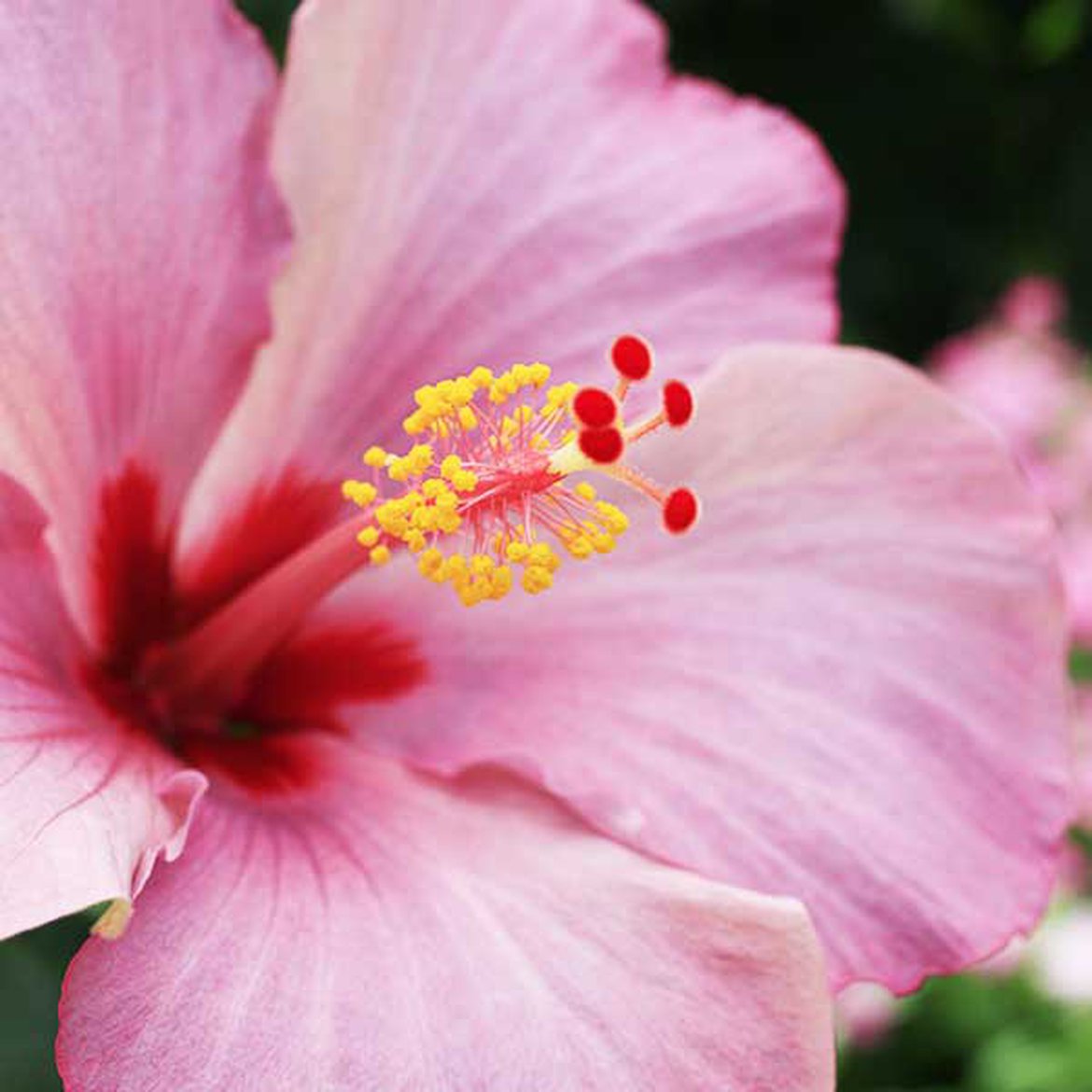 Hibiscus de Chine