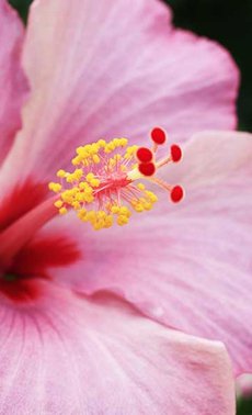 Une touche d'exotisme avec l'hibiscus
