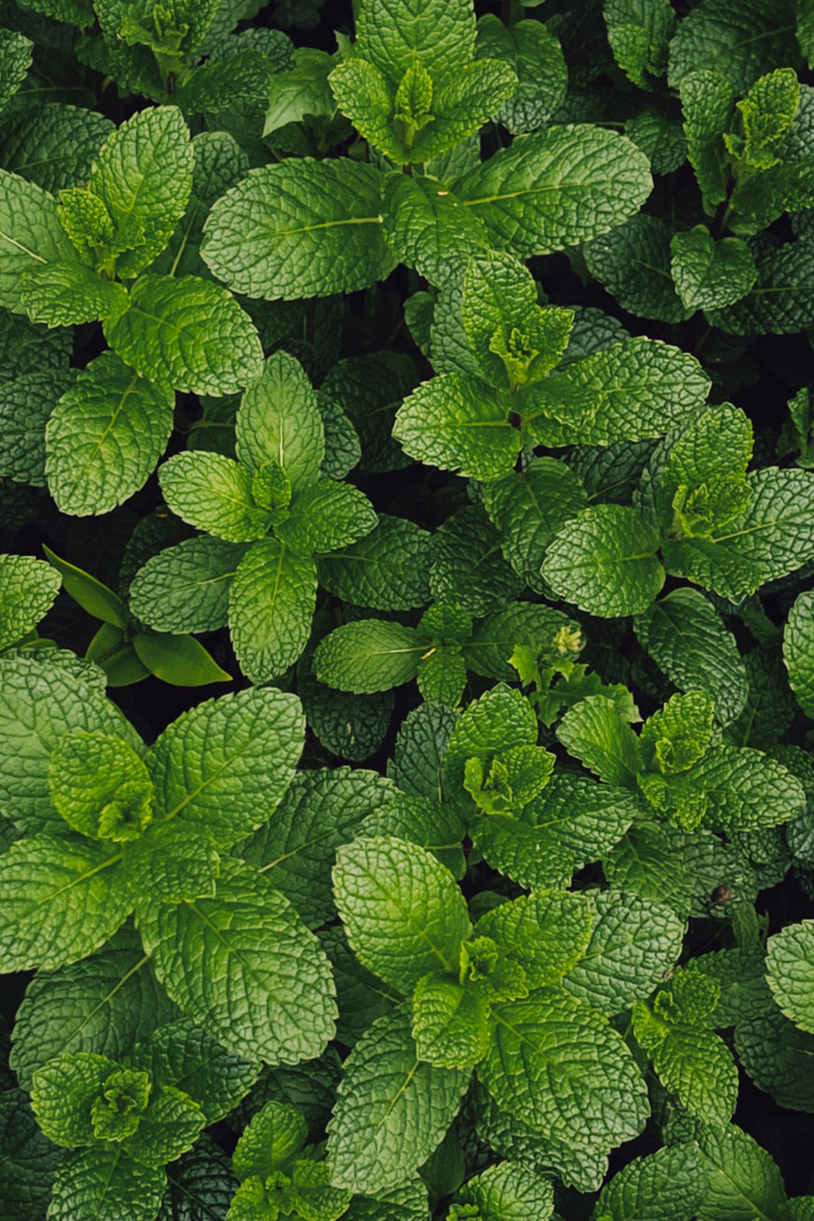 Menthe - plantes aromatiques - Inspirations végétales du magazine Schilliger 2022