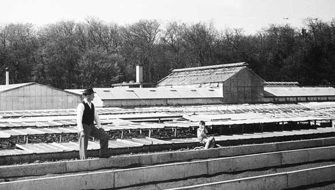 L’établissement horticole Schilliger en 1955